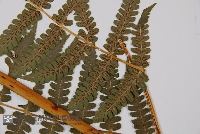 擬德氏雙蓋蕨藏品圖，第4張