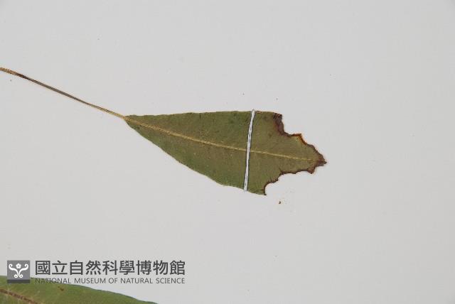 單葉雙蓋蕨藏品圖，第4張