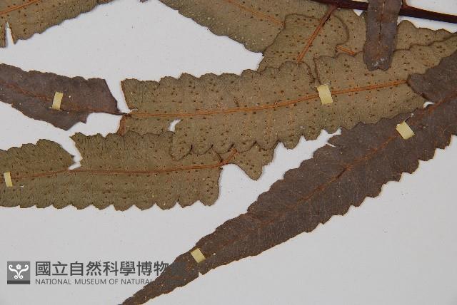 黑桫蕨藏品圖，第4張