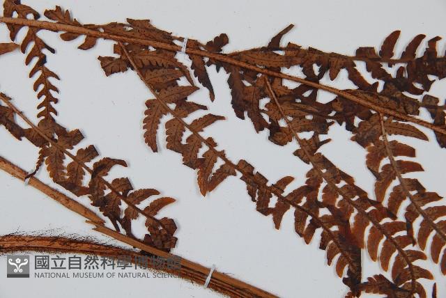 兩色鱗毛蕨藏品圖，第4張