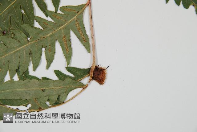 生芽狗脊蕨、頂芽狗脊蕨藏品圖，第4張