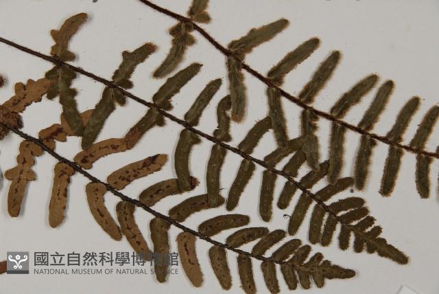 滇西金毛裸蕨藏品圖，第4張