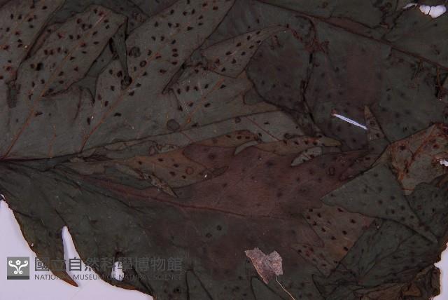 雲南三叉蕨藏品圖，第4張