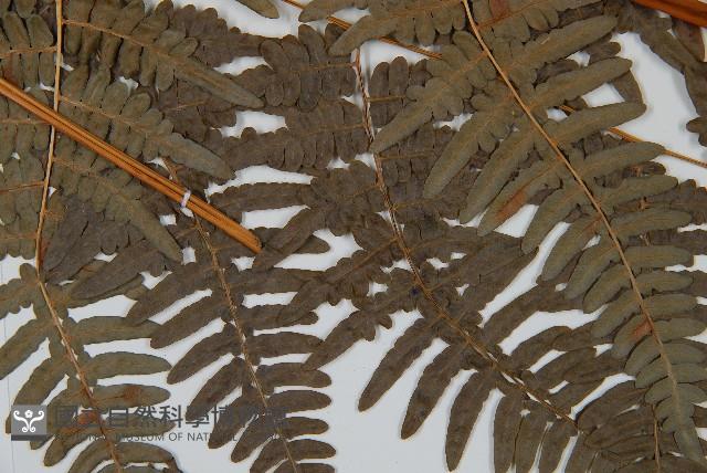 蕨藏品圖，第4張
