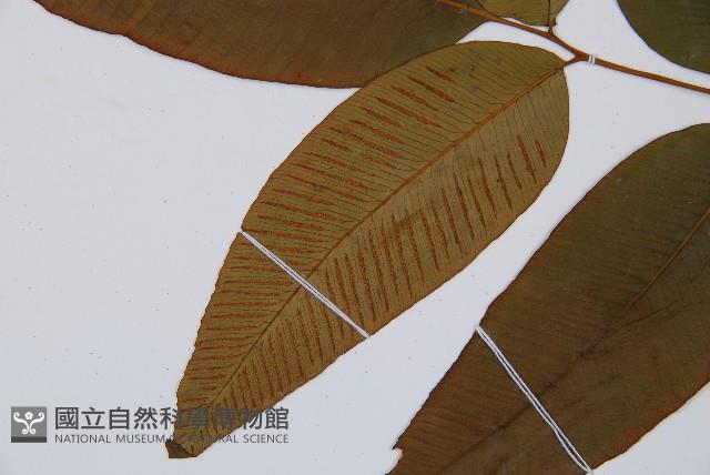 細柄雙蓋蕨藏品圖，第4張