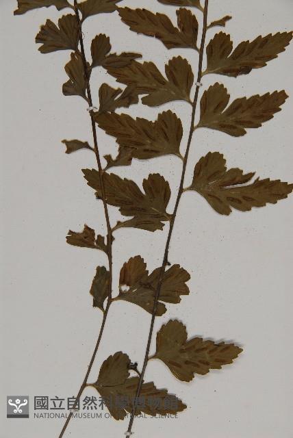 大蓬萊鐵角蕨藏品圖，第4張