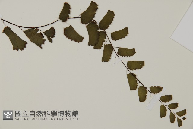 半月形鐵線蕨藏品圖，第4張