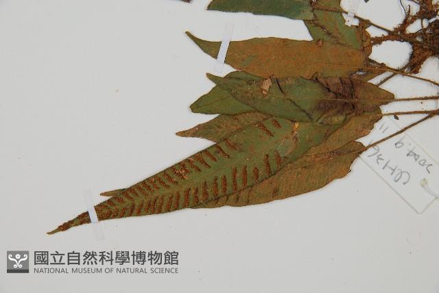 單葉雙蓋蕨藏品圖，第4張