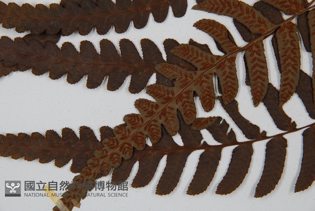 毛柄短腸蕨藏品圖，第4張