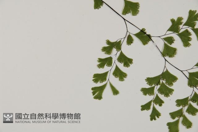 鐵線蕨藏品圖，第4張