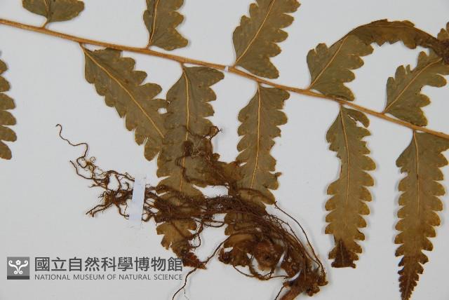 中華鱗蓋蕨藏品圖，第4張