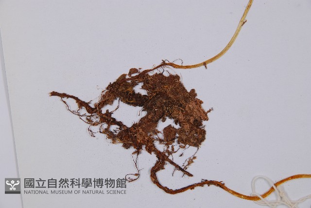 寬葉冷蕨藏品圖，第4張
