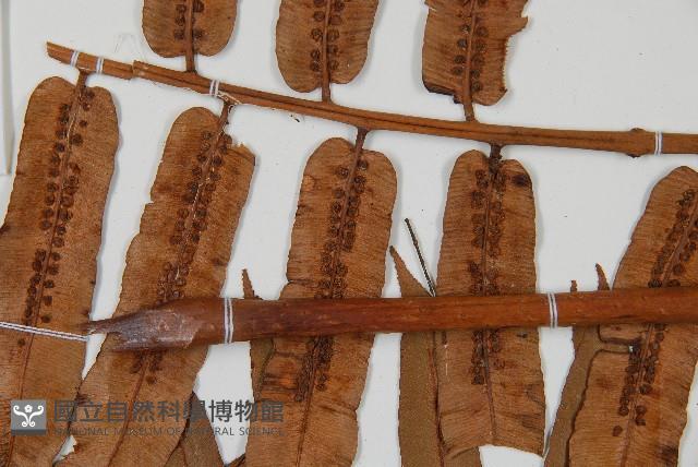 登錄號:P009860藏品圖，第4張