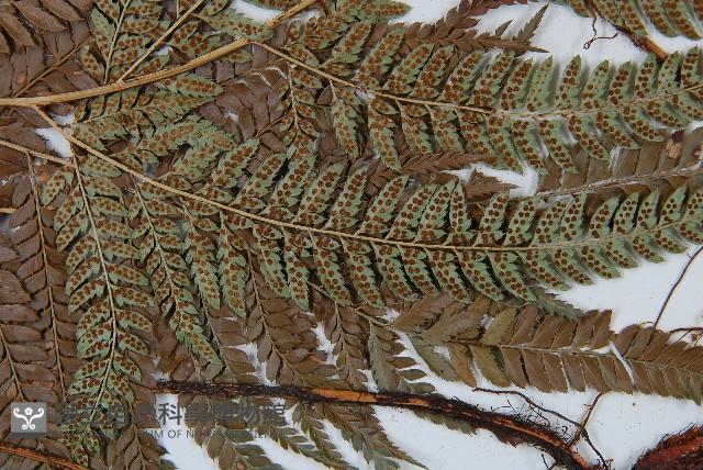 細葉複葉耳蕨藏品圖，第4張