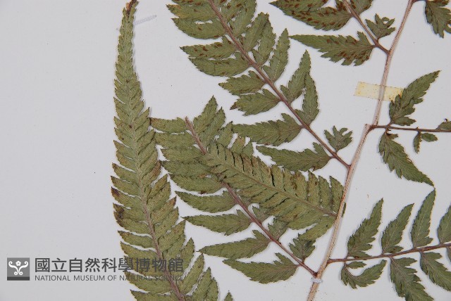 日本蹄蓋蕨藏品圖，第4張
