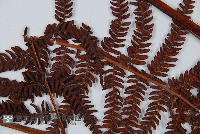 Accession Number:P010260 Collection Image, Figure 4, Total 4 Figures