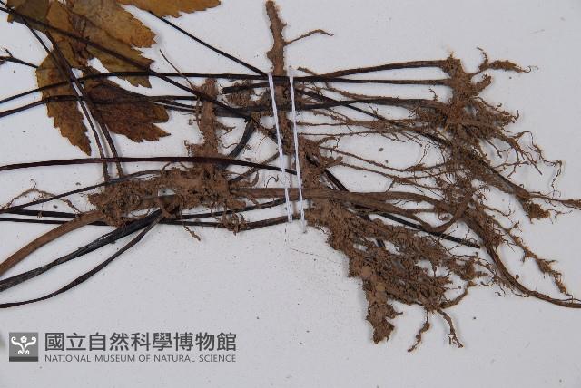 單邊鐵角蕨藏品圖，第4張
