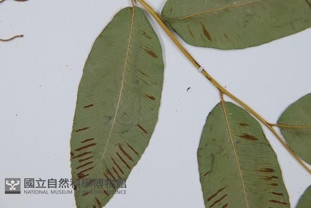 細柄雙蓋蕨藏品圖，第4張