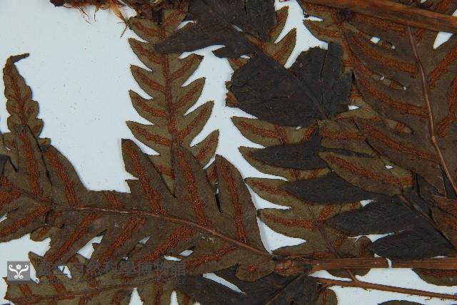 日本狗脊蕨藏品圖，第4張