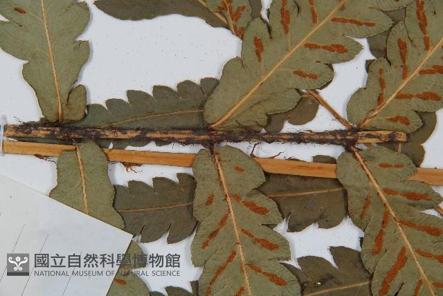 日本狗脊蕨藏品圖，第4張