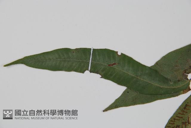 單葉雙蓋蕨藏品圖，第4張