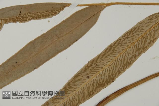 登錄號:P010140藏品圖，第4張