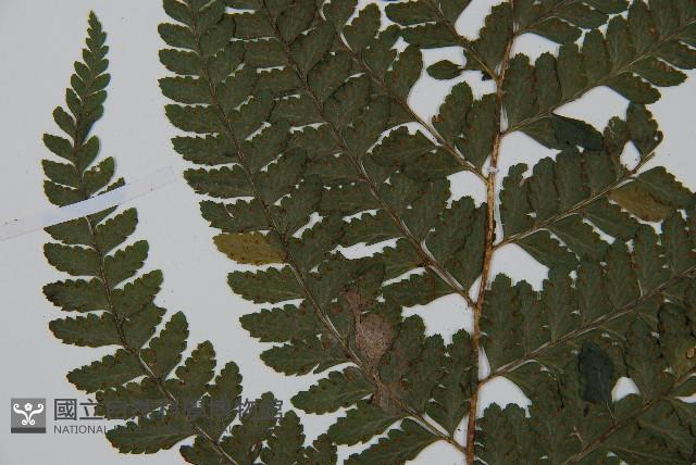 毛果鱗蓋蕨藏品圖，第4張