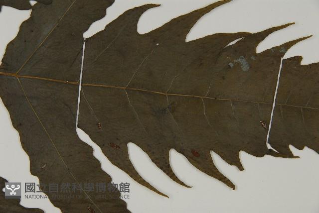 三叉蕨藏品圖，第4張