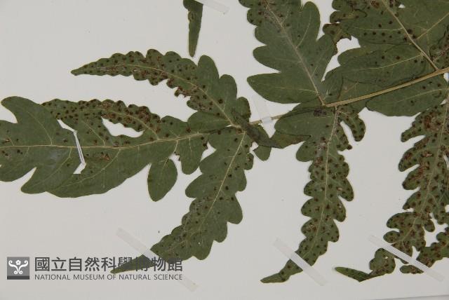 屏東三叉蕨藏品圖，第4張
