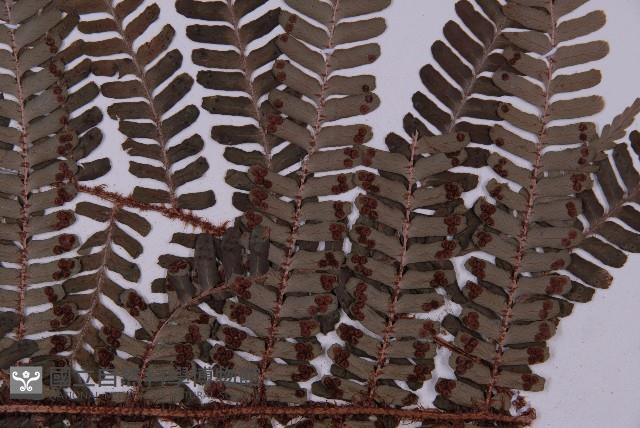 頂囊肋毛蕨藏品圖，第4張