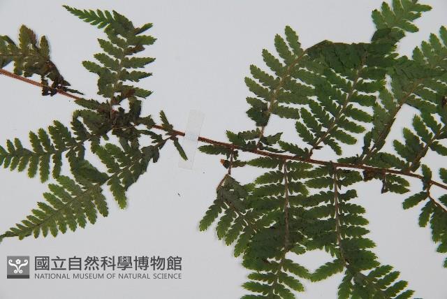 狹葉蹄蓋蕨藏品圖，第4張