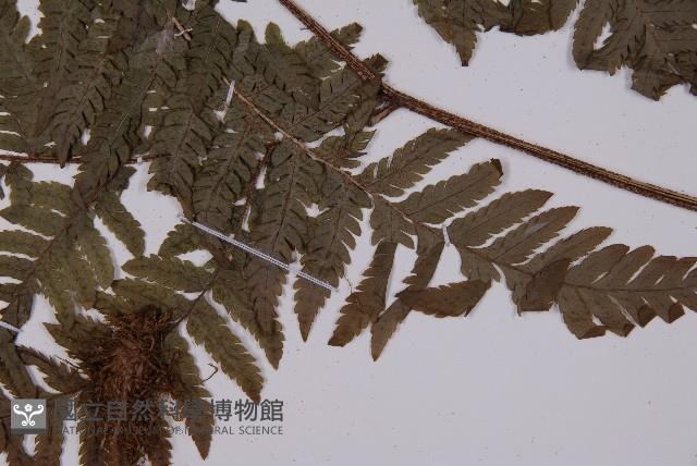 肋毛蕨藏品圖，第4張