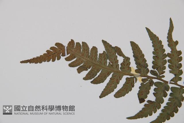 假蹄蓋蕨、東洋蹄蓋蕨藏品圖，第4張