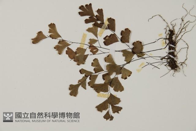 鐵線蕨藏品圖，第4張