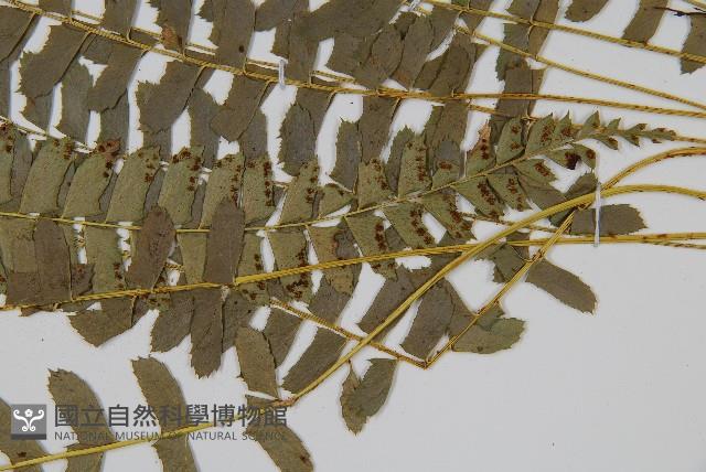 對生耳蕨藏品圖，第4張