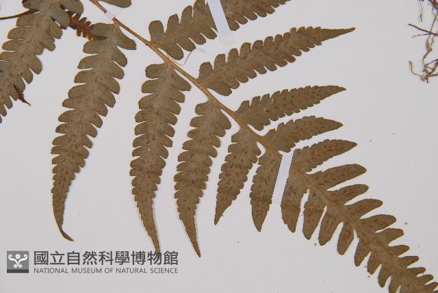 假蹄蓋蕨藏品圖，第3張