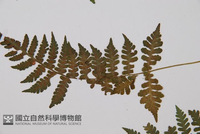 假蹄蓋蕨、東洋蹄蓋蕨藏品圖，第4張