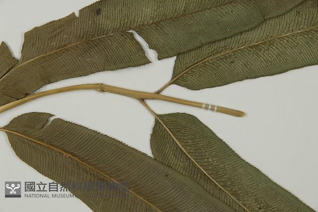 華鳳丫蕨藏品圖，第4張