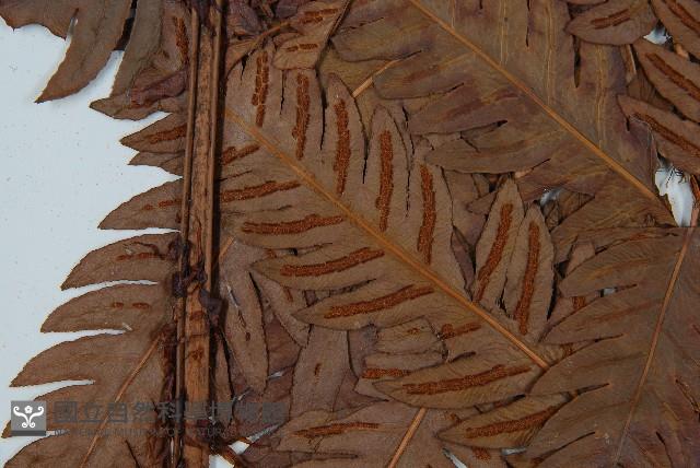 日本狗脊蕨藏品圖，第4張