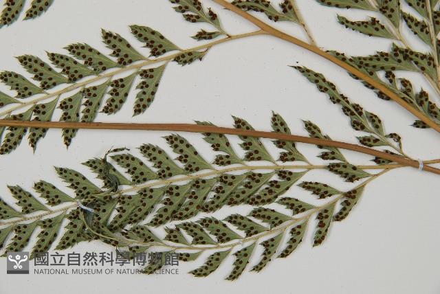 斜方複葉耳蕨藏品圖，第3張