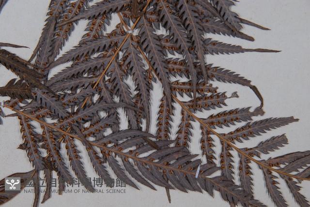 臺灣金狗毛蕨藏品圖，第3張