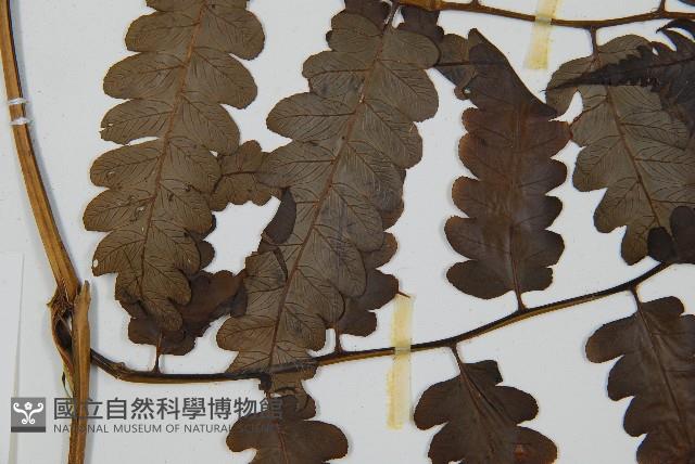 毛柄短腸蕨藏品圖，第4張