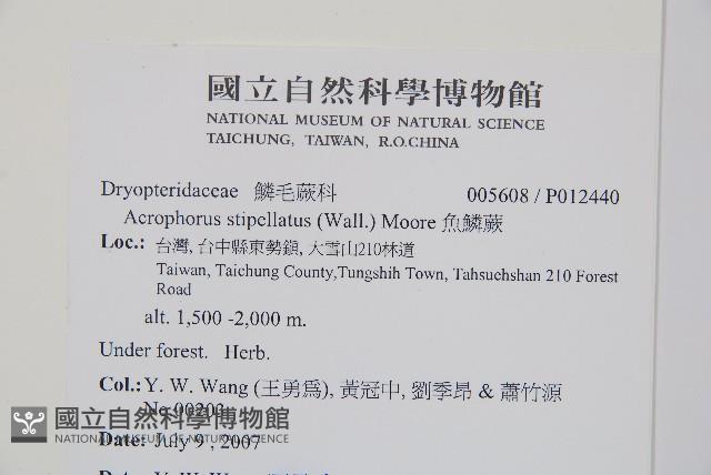 台灣小膜蓋蕨藏品圖，第7張