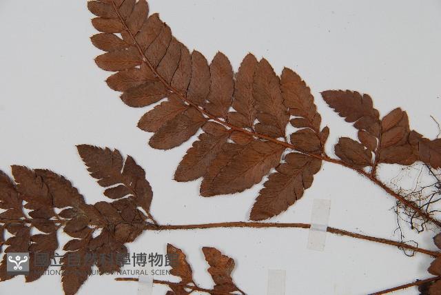 海南複葉耳蕨藏品圖，第4張