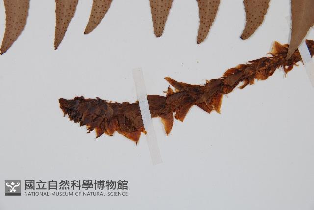 貫眾蕨藏品圖，第4張