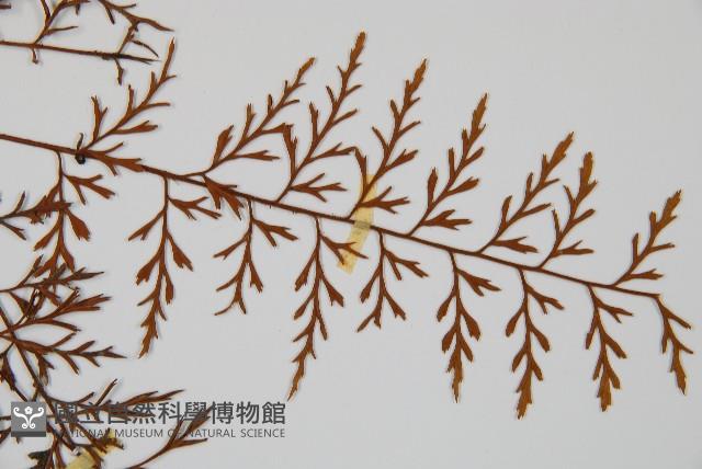 威氏鐵角蕨藏品圖，第4張