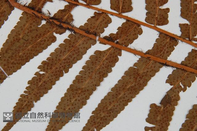 登錄號:P005840藏品圖，第4張