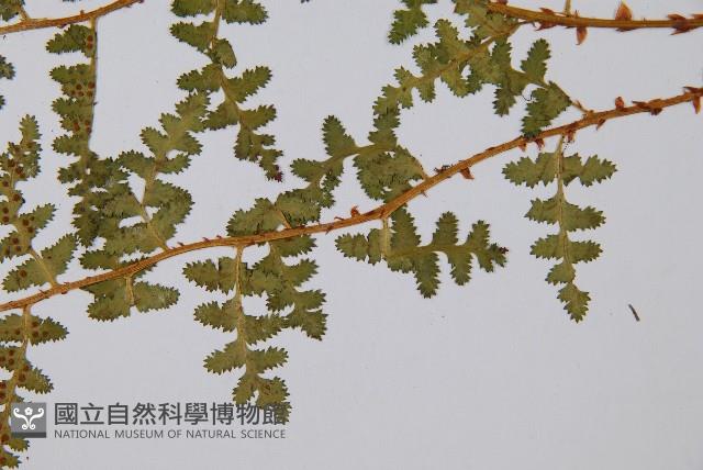 腺鱗毛蕨藏品圖，第4張