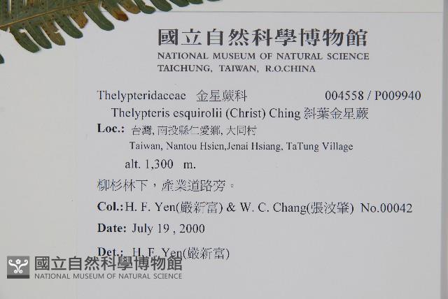 斜葉金星蕨藏品圖，第4張