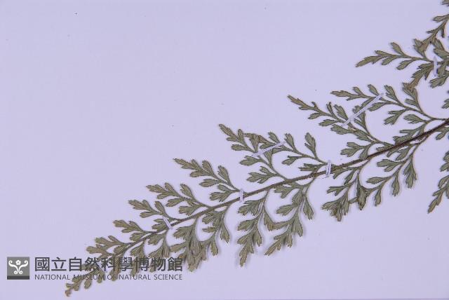 威氏鐵角蕨藏品圖，第4張